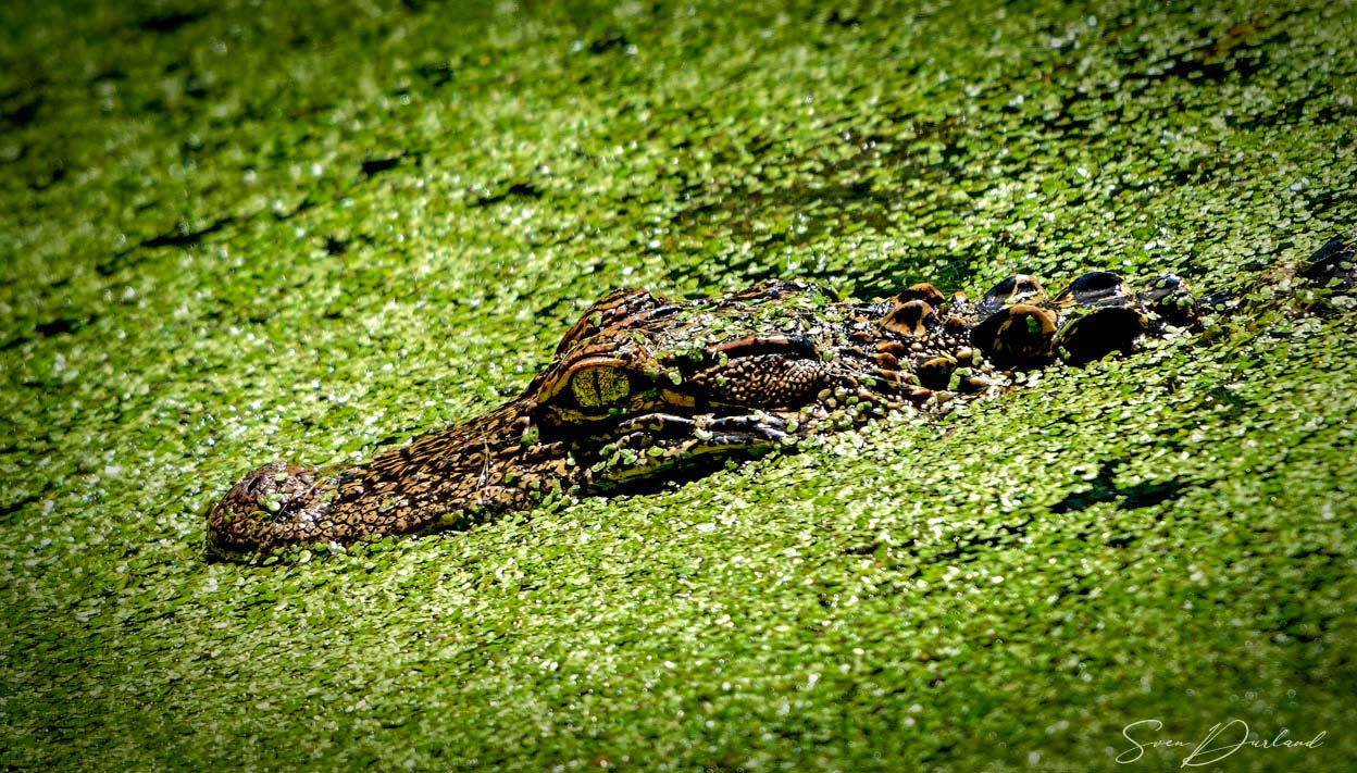 alligator in seaweed
