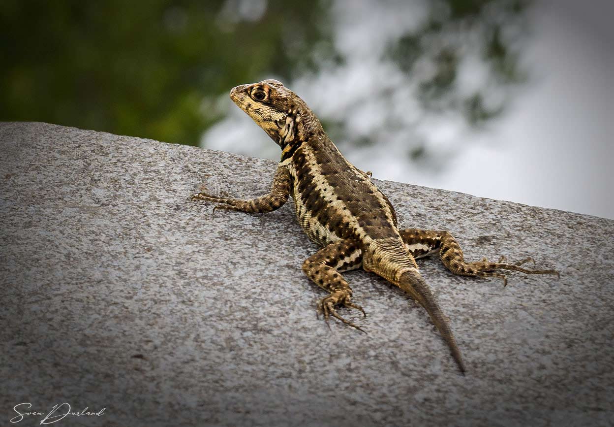 brown lizard - Brazil