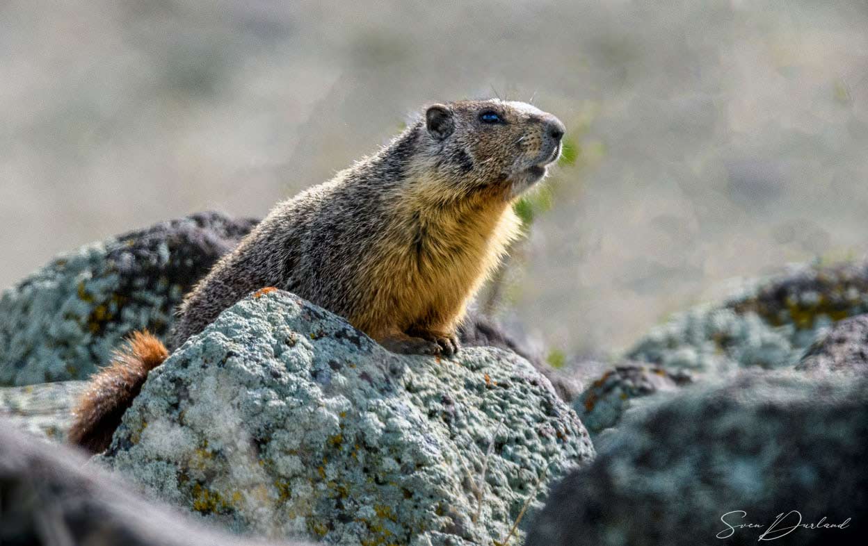 marmot