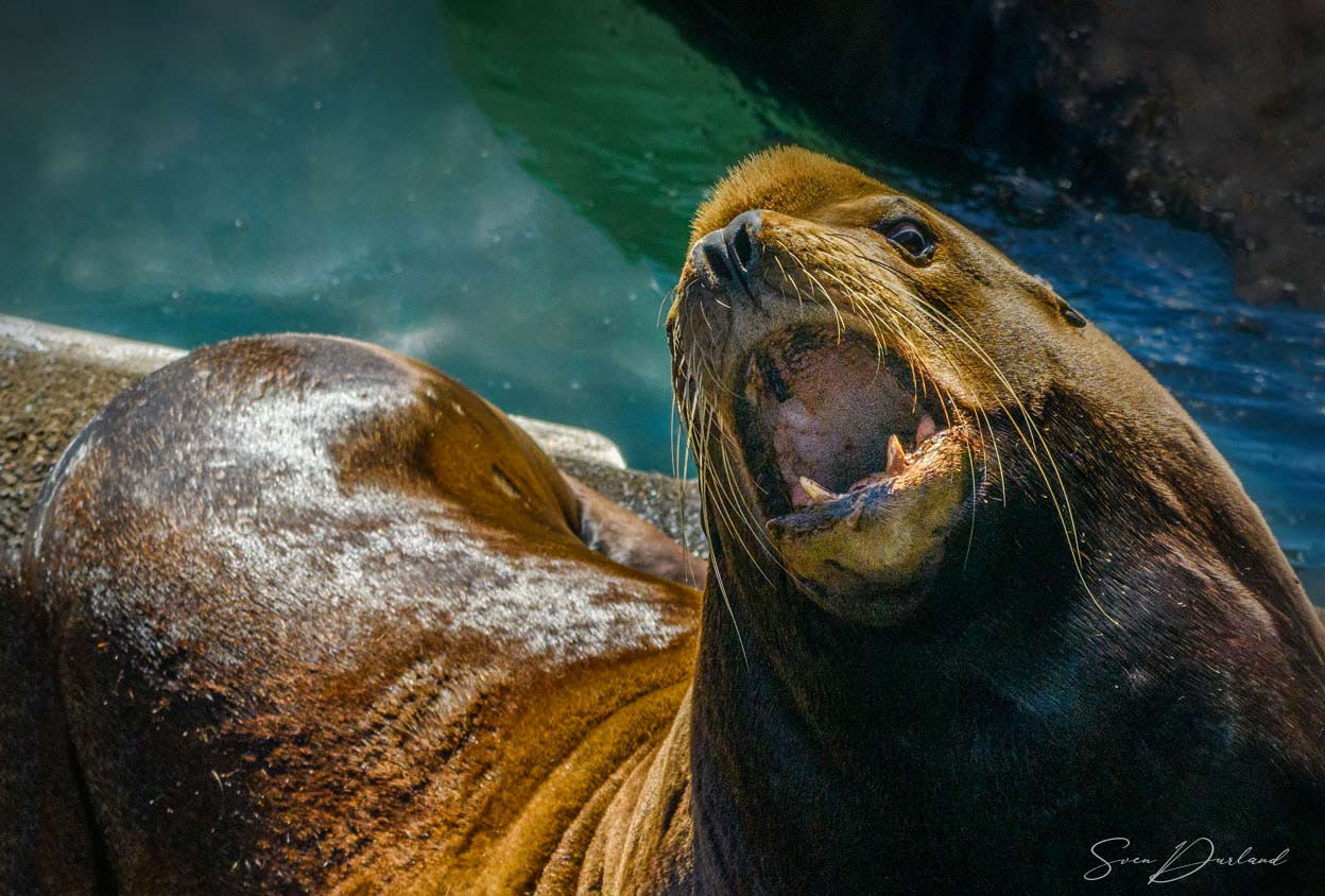 sea lion