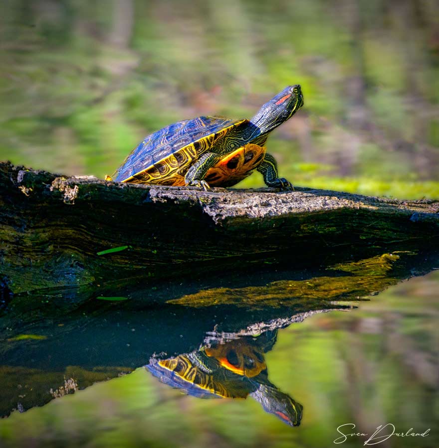 painted turtle -Washington st.
