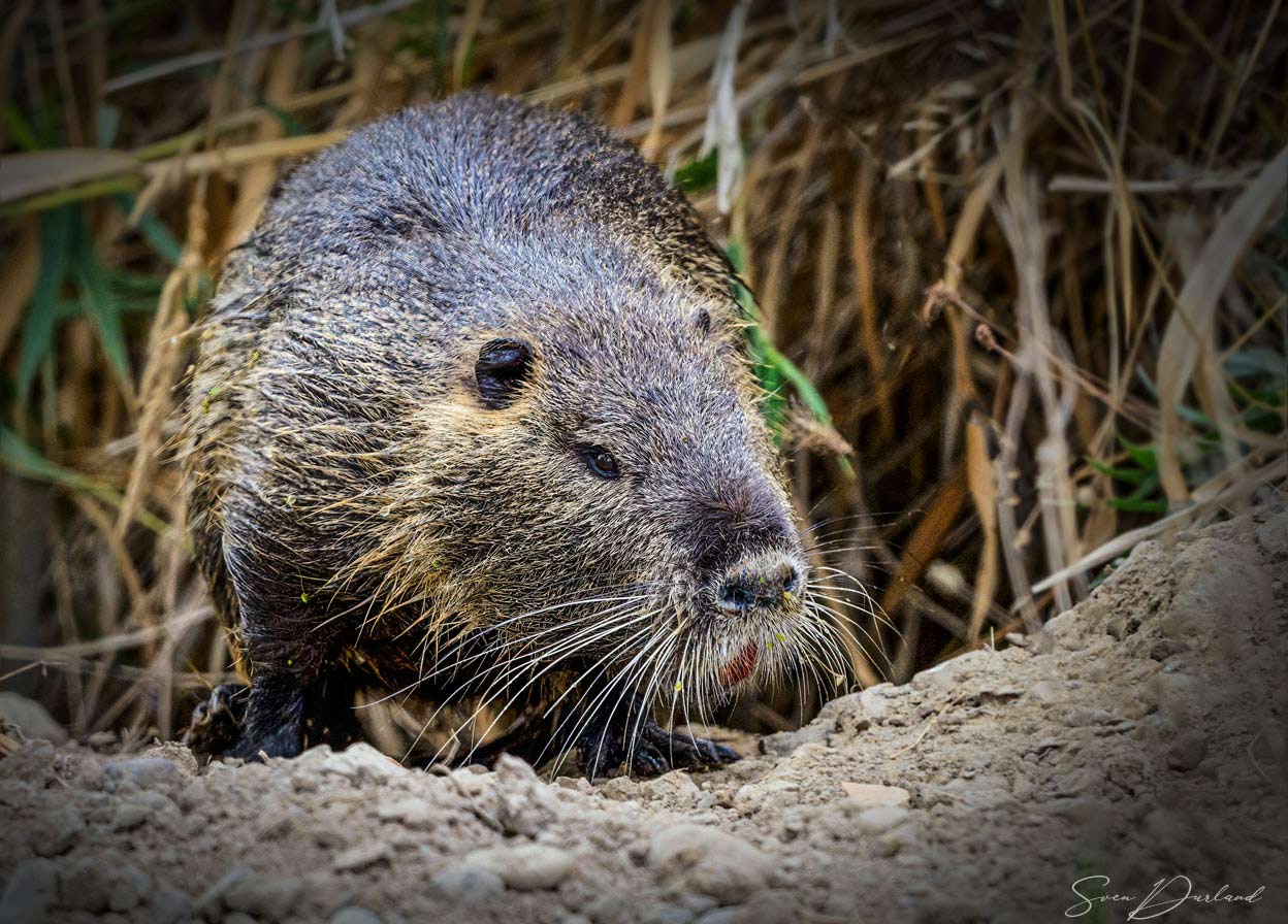 nutria