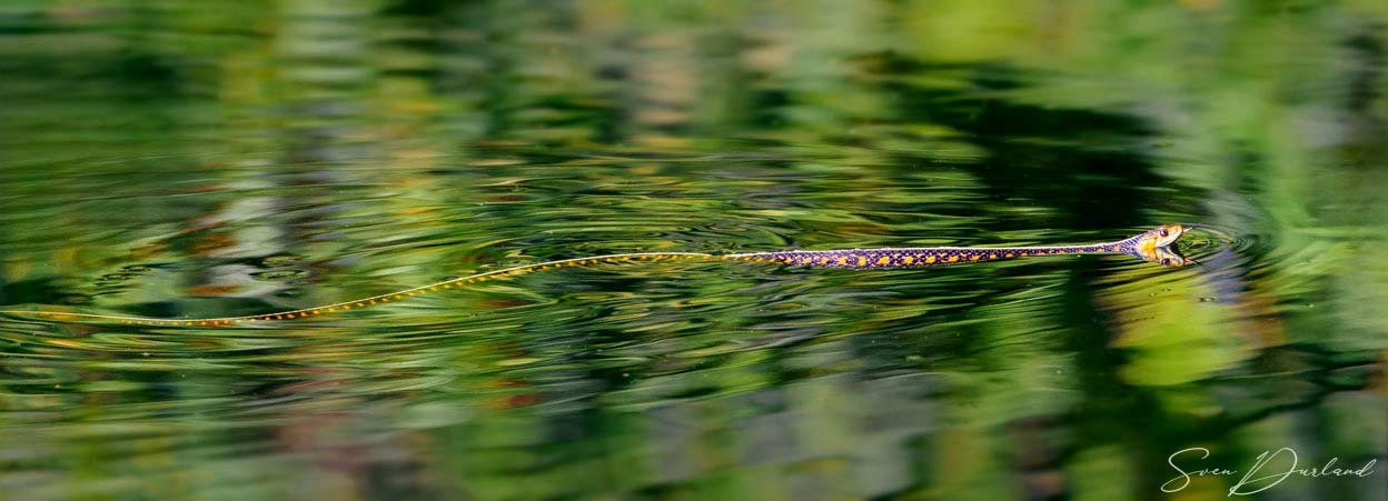 red-spotted garter snake