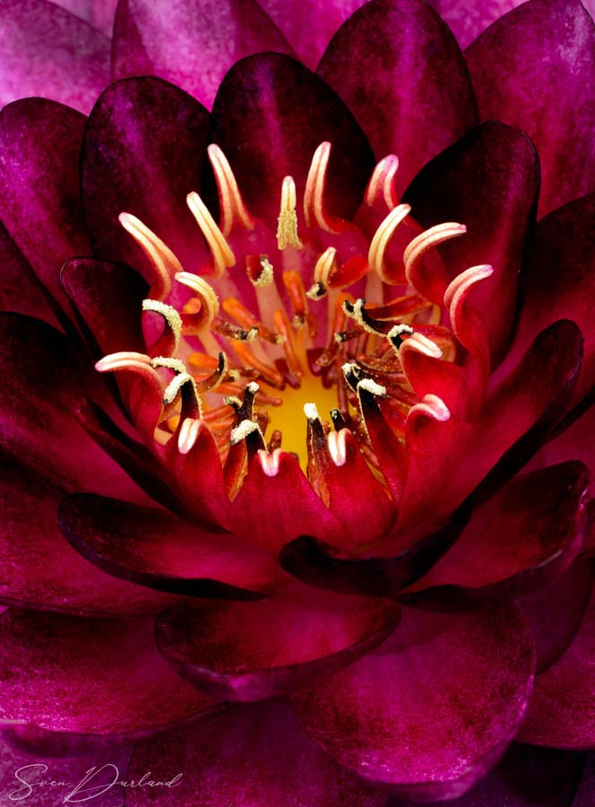 Close up red waterlily