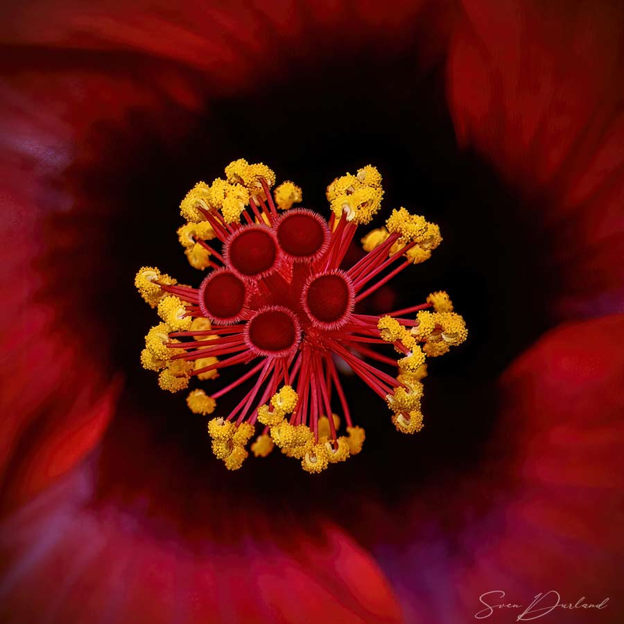 Hibiscus flower Close up