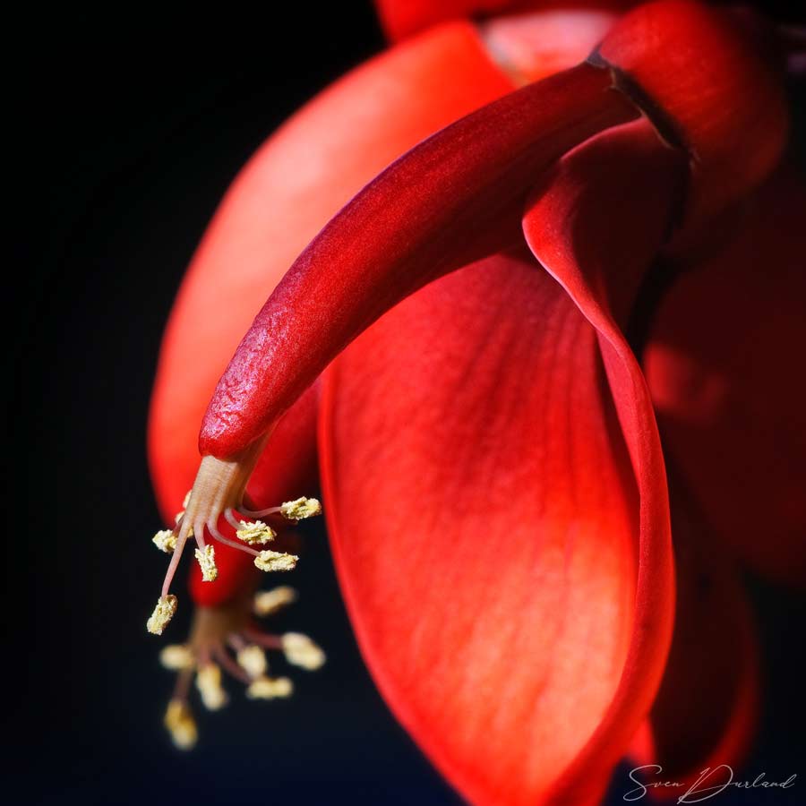 Close up Coral tree flower