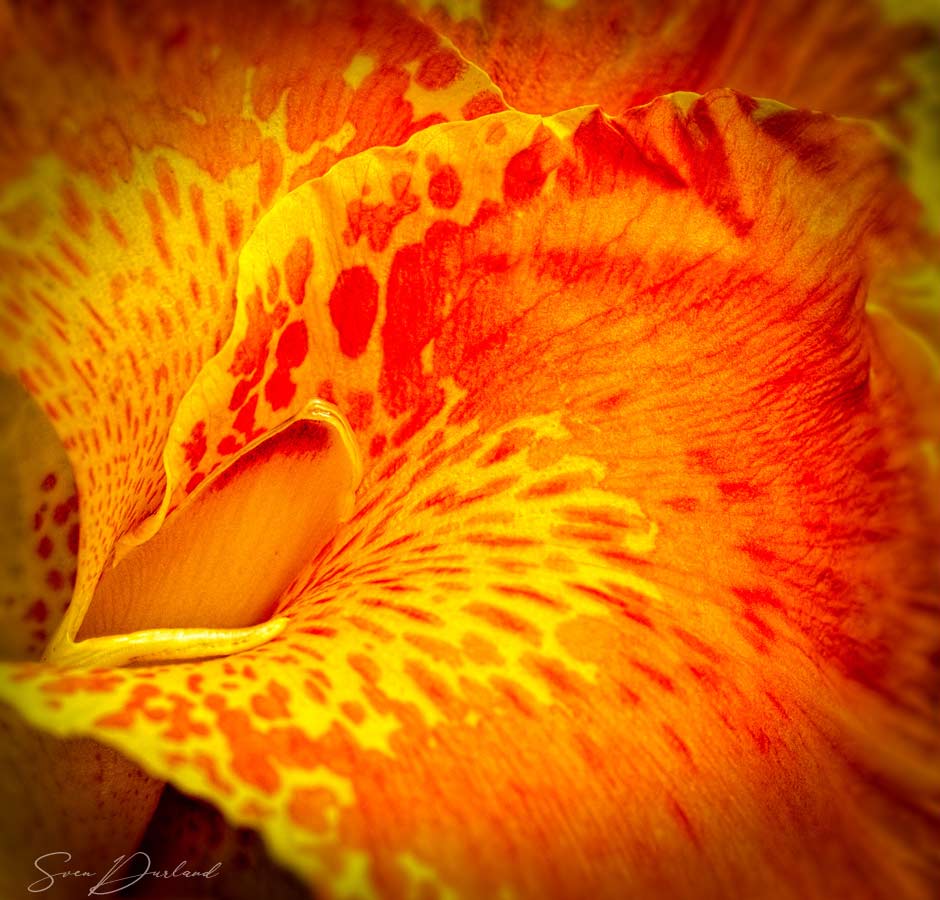 Canna flower extreme Close up