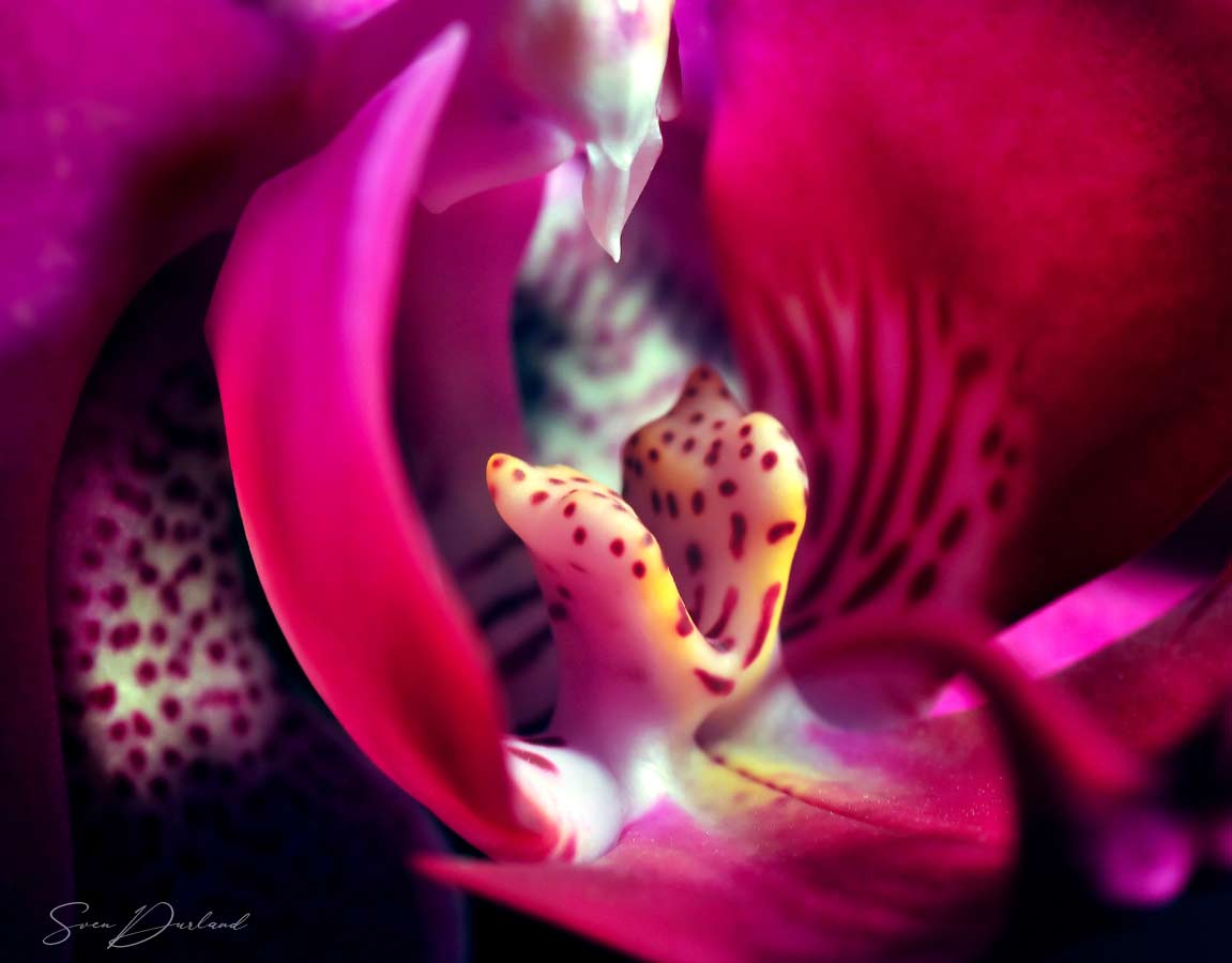 Close up red orchid
