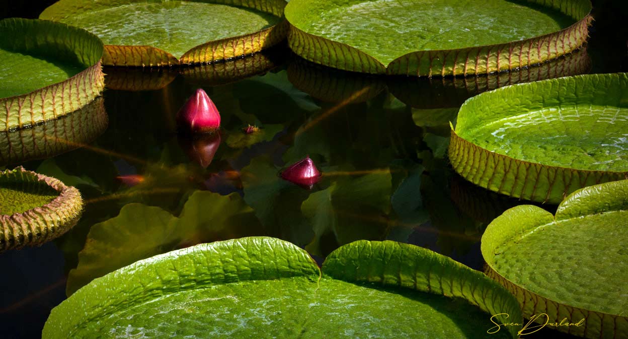 Victoria water lily flower buds and pads