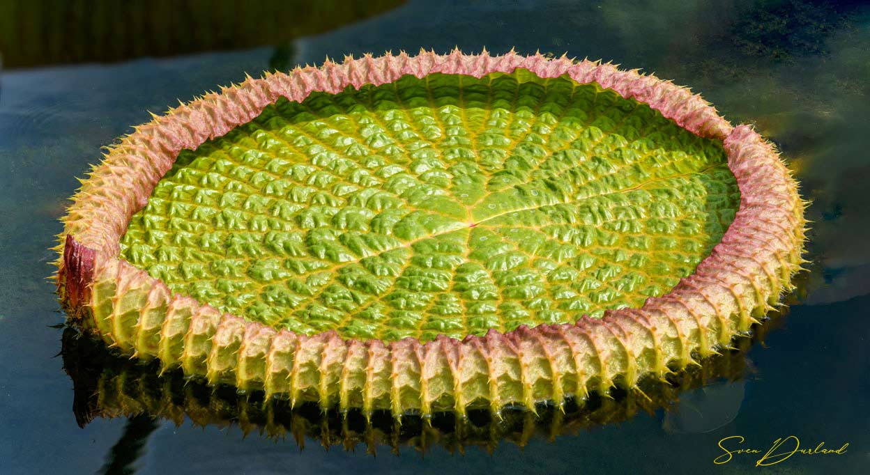 Baby Victoria water lily pad