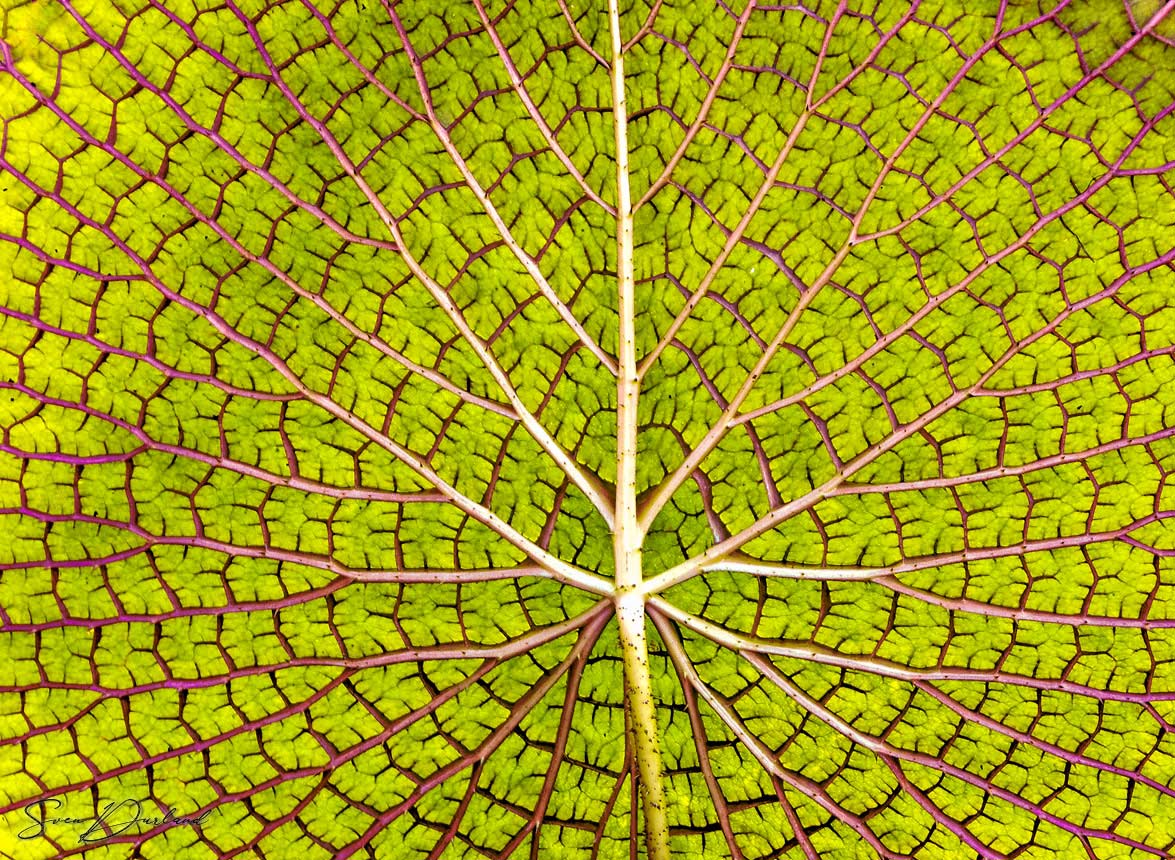 Underside of a Victoria water lily pad