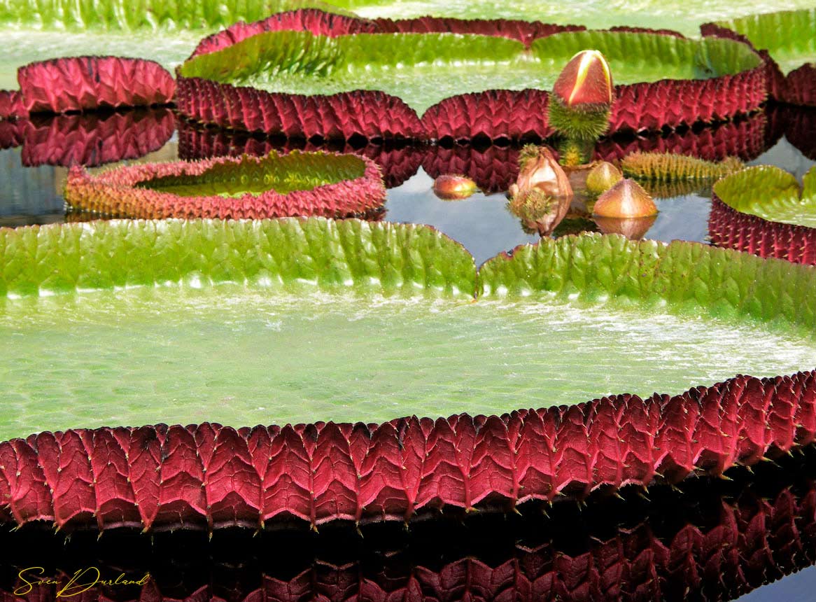 Giant Victoria water lily pads and flower buds