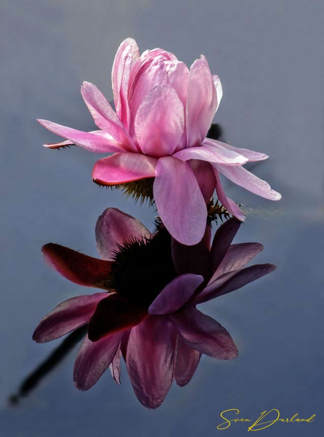 Pink Victoria water lily flower