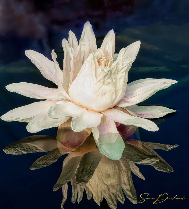 White Victoria water lily flower