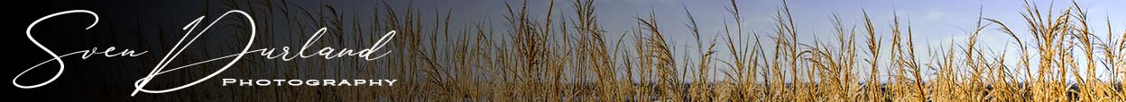Grasses-Blog-header