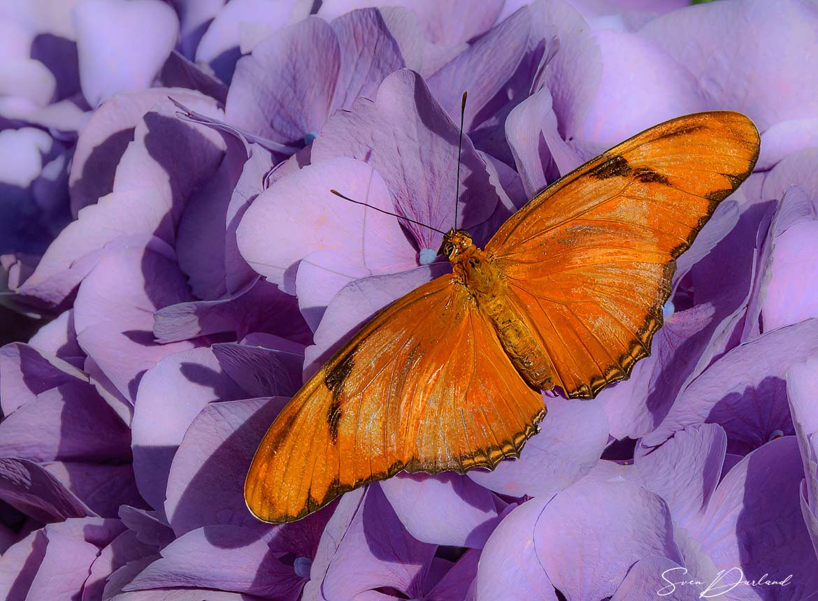 Butterfly close up