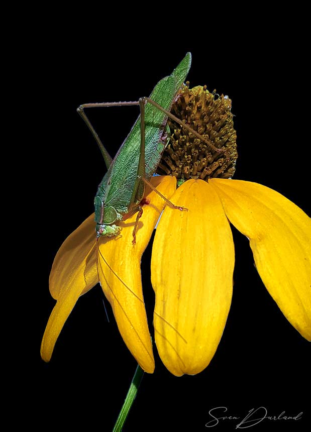 Katydid close up