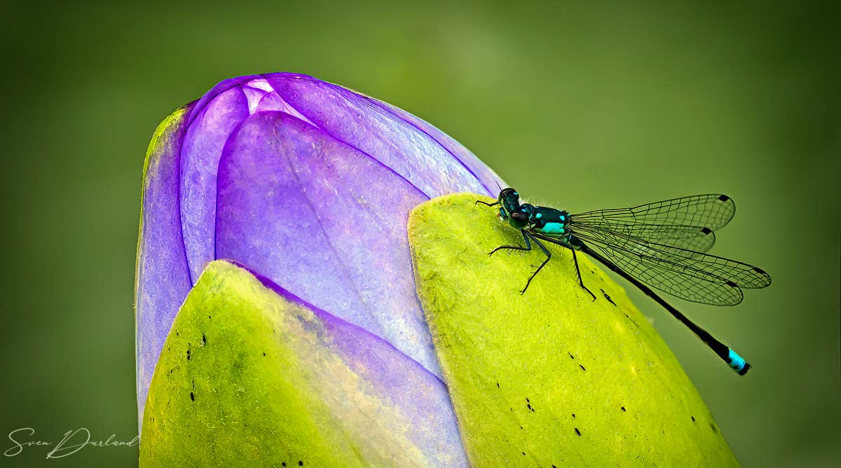 Dragonfly