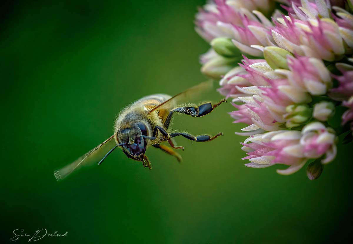 Bee in flight