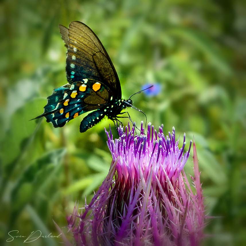 Butterfly close up