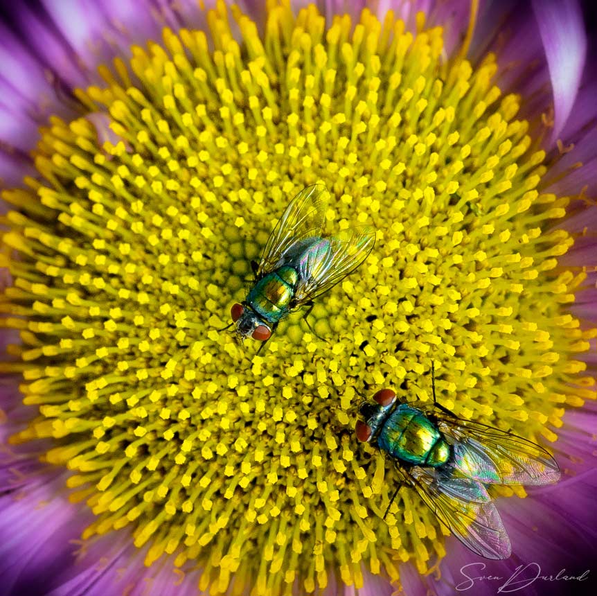 Flies close up