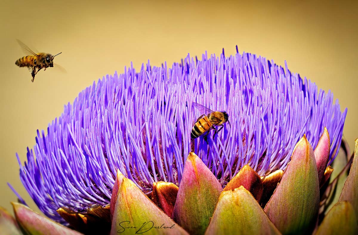 Bees close up