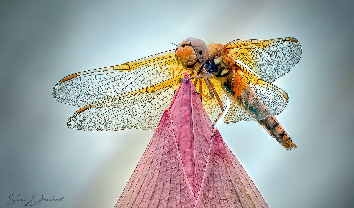 Dragonfly