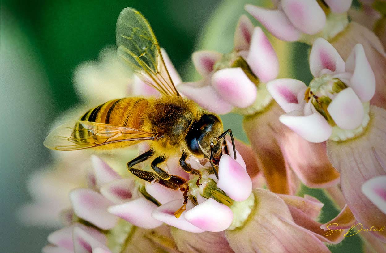 Honey bee on milkweed flower