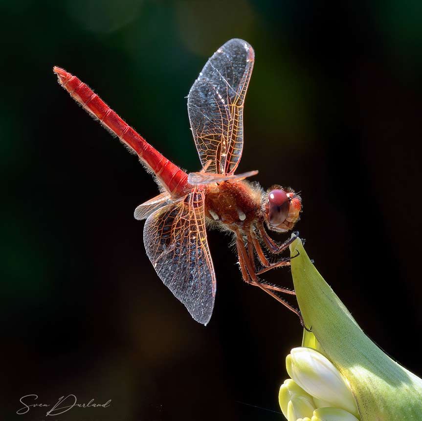 Dragonfly