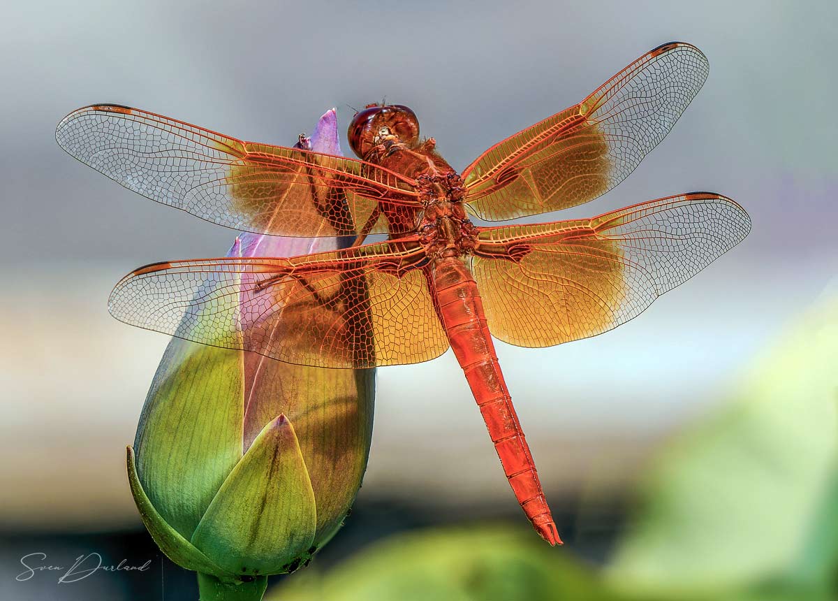 Dragonfly