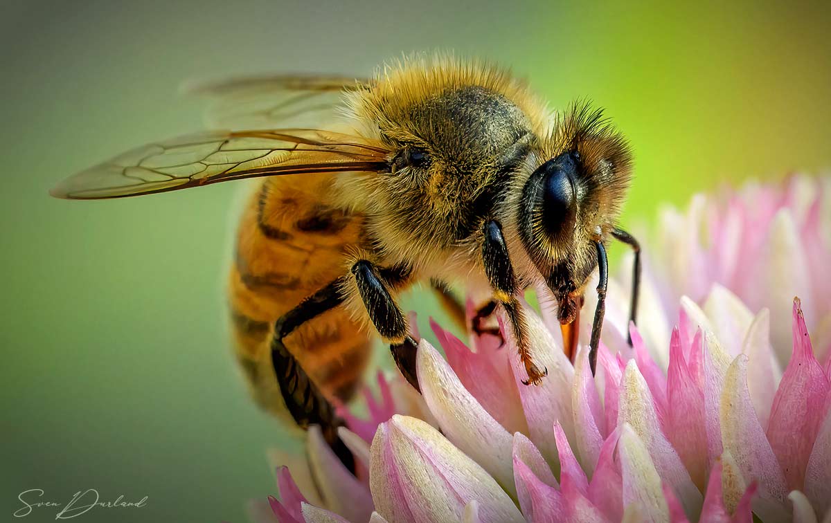 Bee close up