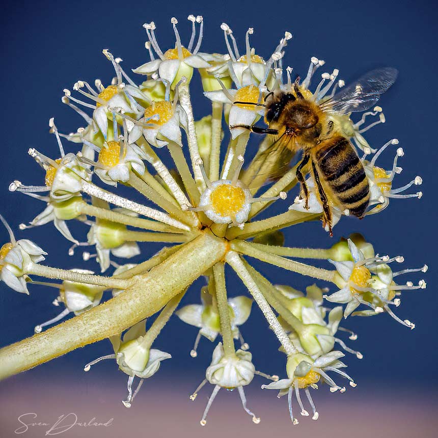 Bee close up