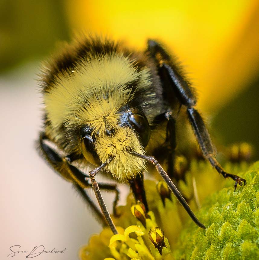 Bumblebee close up