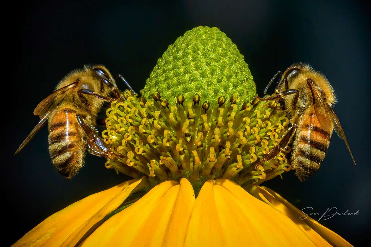 Bees close up