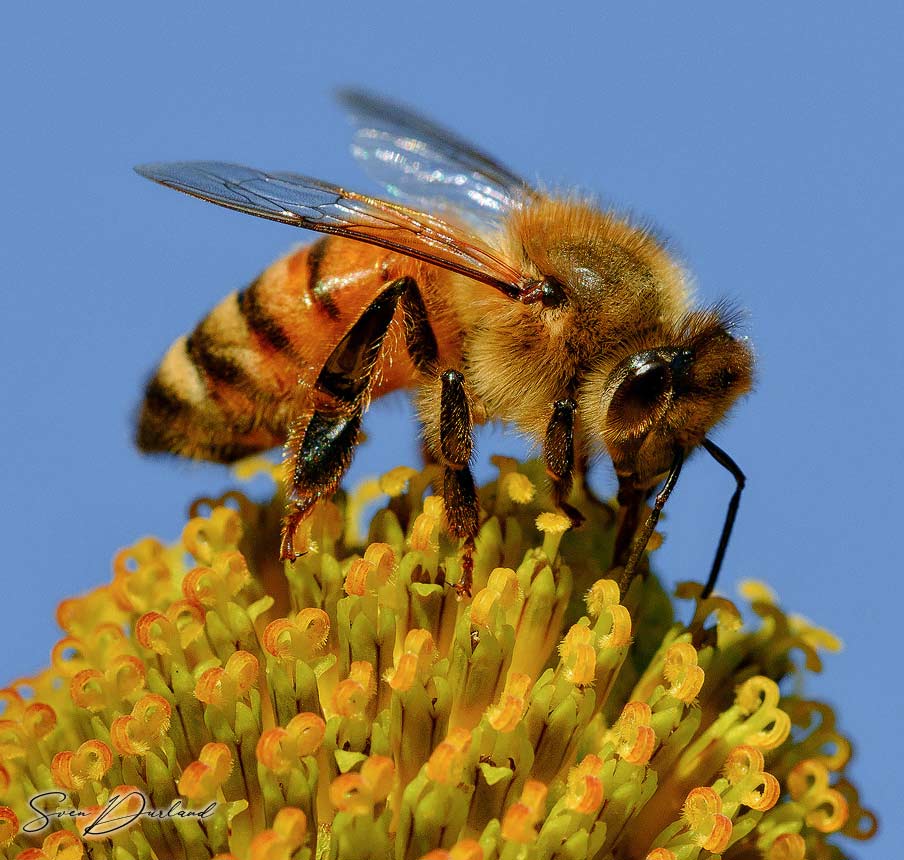 Bee close up