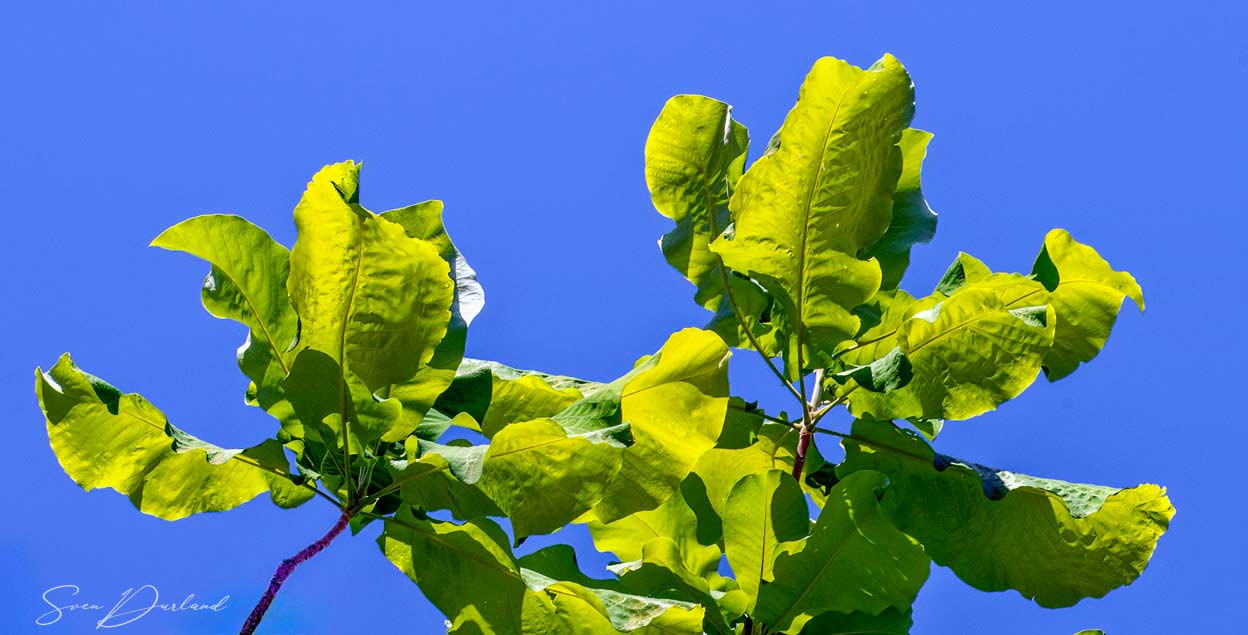 Giant-leaved Magnolia