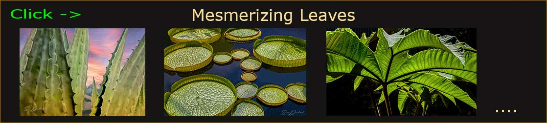 Leaves photoblog header