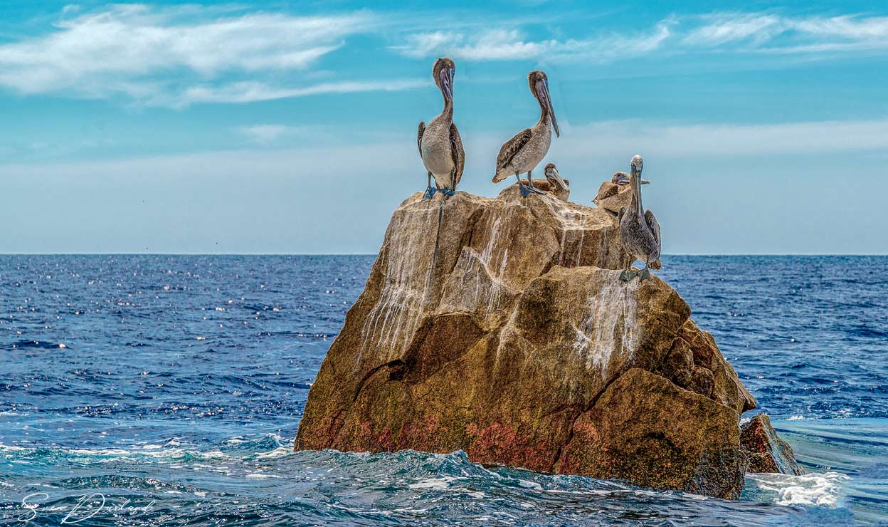 brown pelicans in Cabo