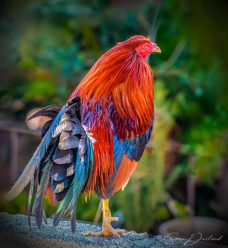 colorful rooster in Mexico