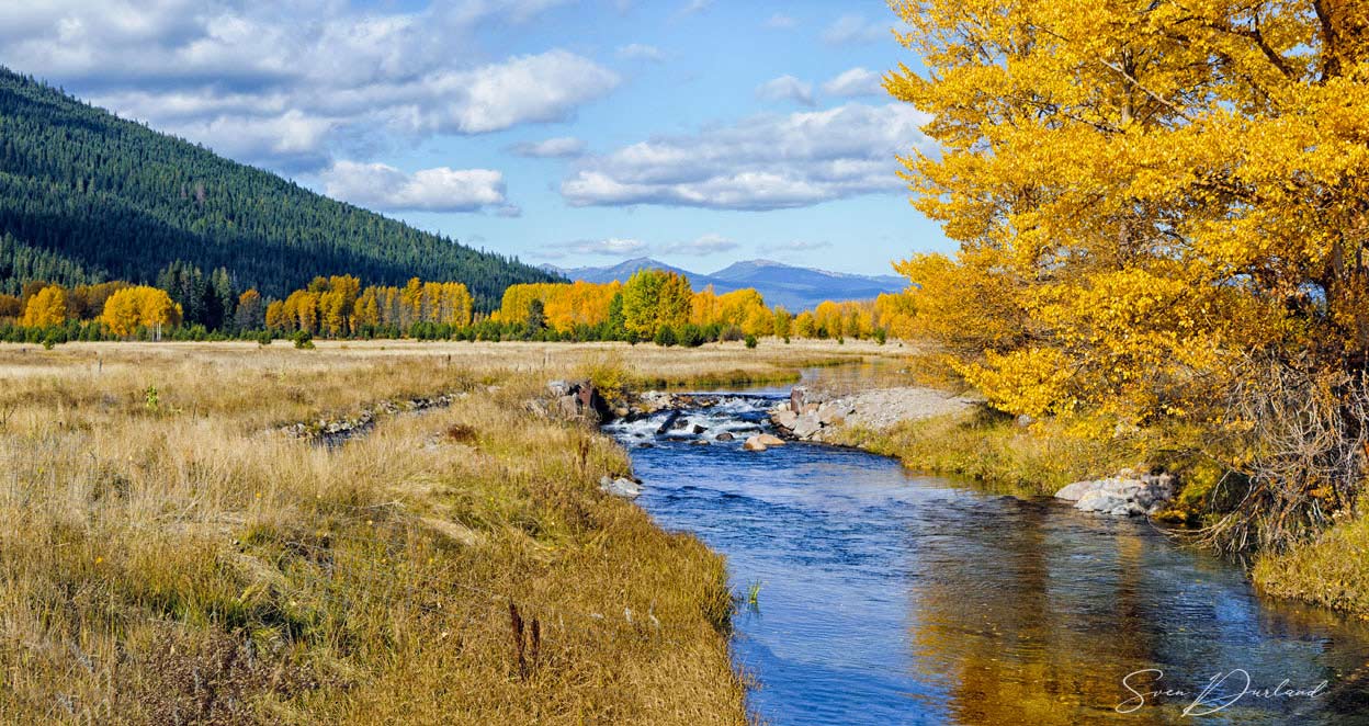 Golden Leaves - Southern Oregon