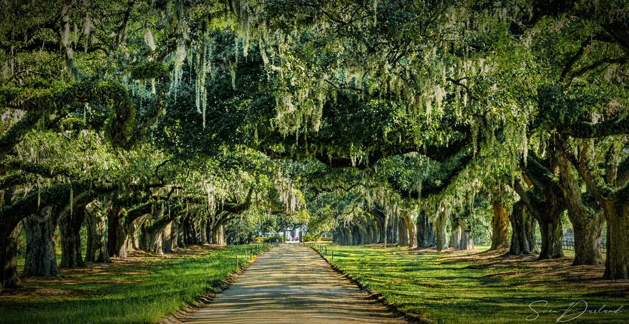 Oaks lining the road in South Carolina