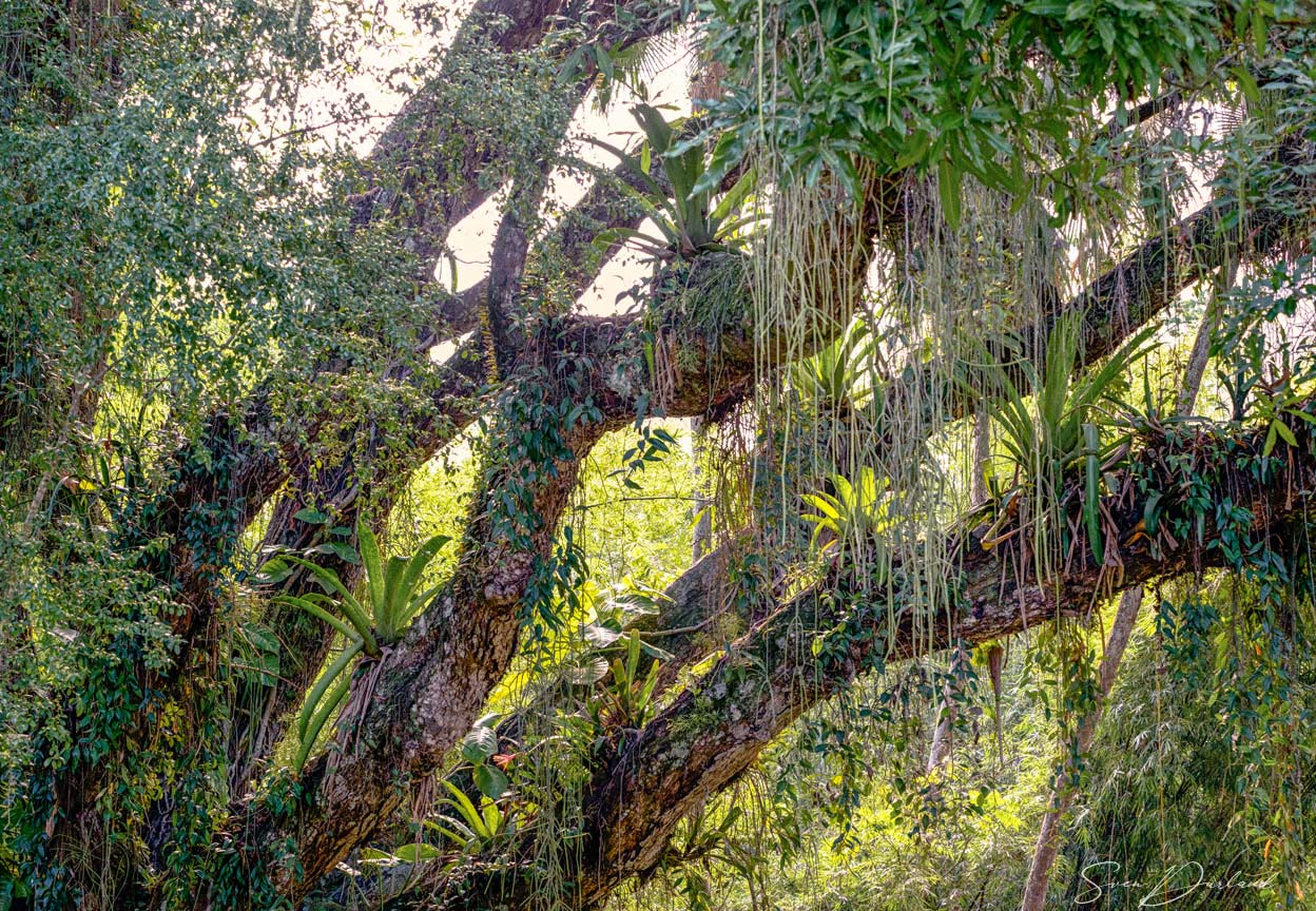 Jardim Botanico park in Rio