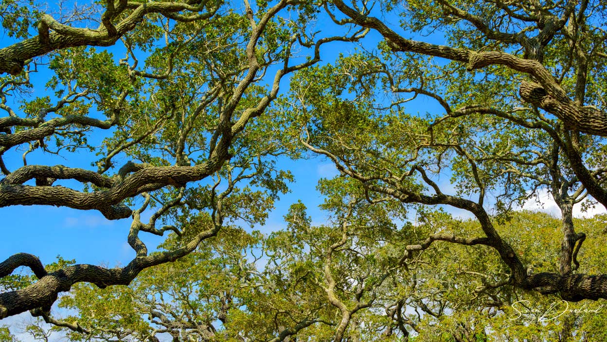 One thousand year old Live Oaks in Rockport, Texas.