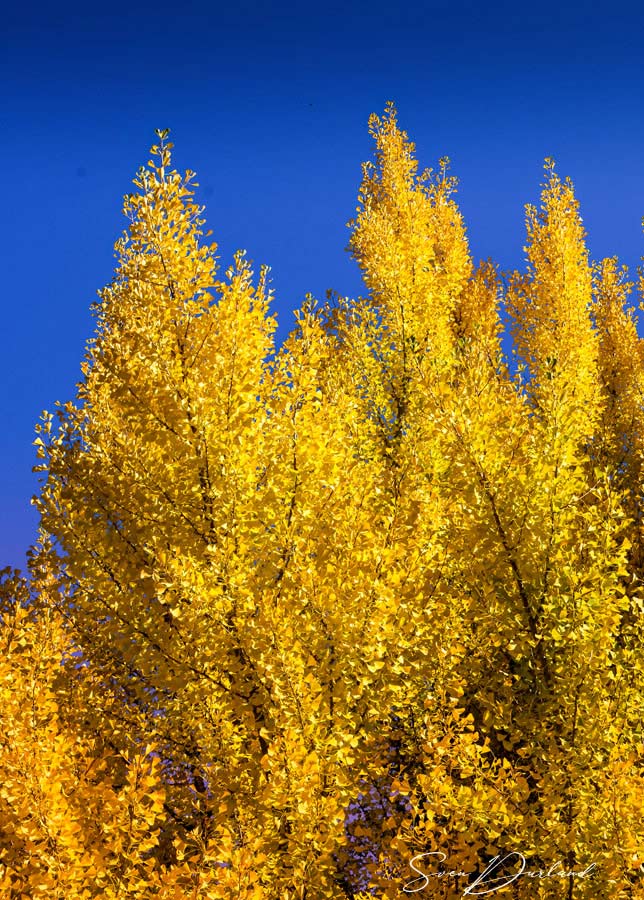 Ginkgo trees, fall