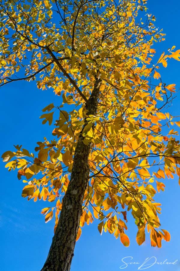 Sassafras tree