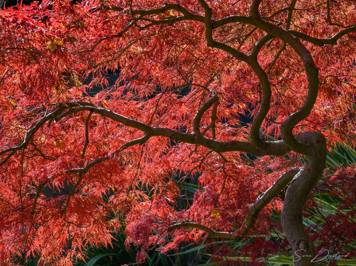 Japanese Maple