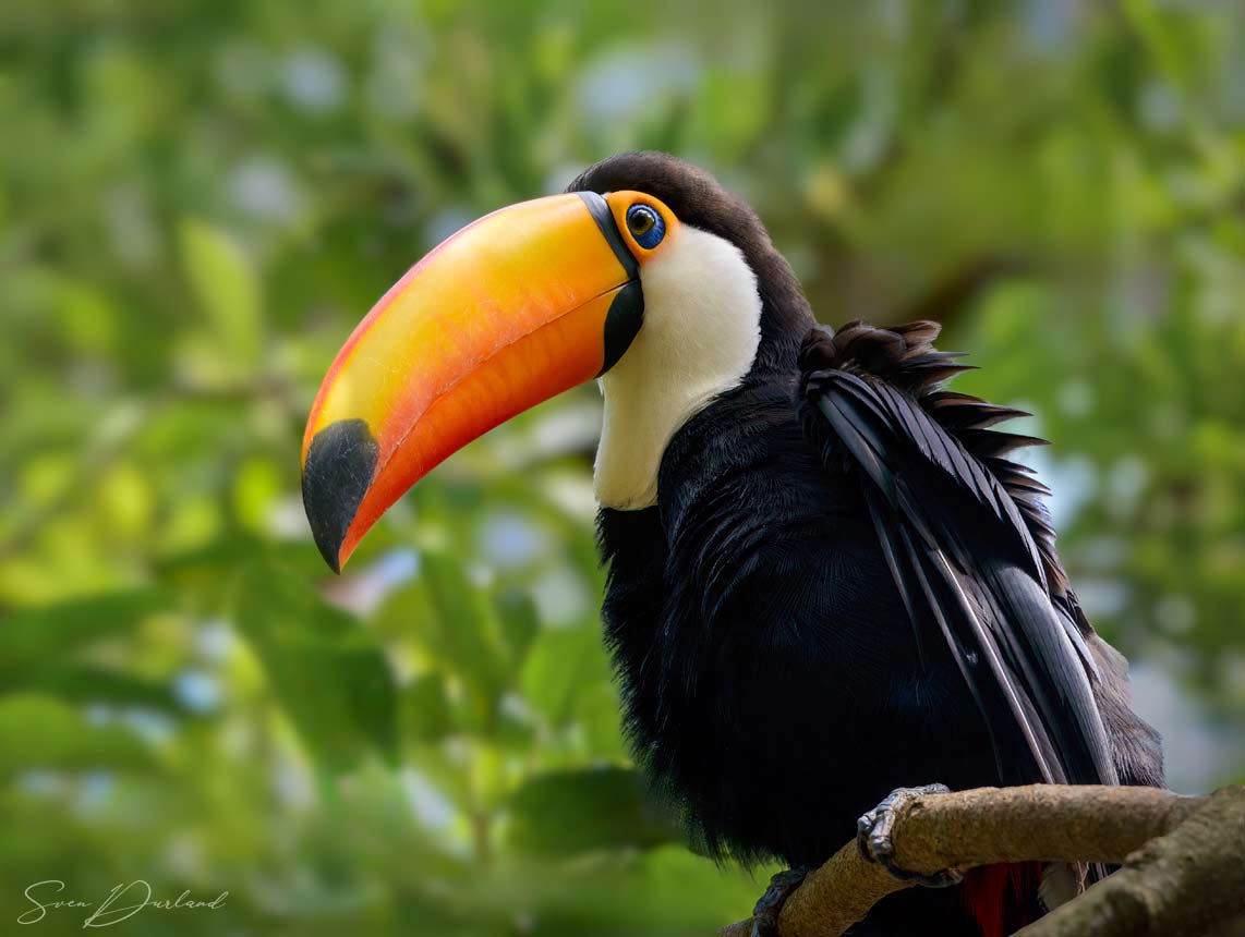 Toco Toucan