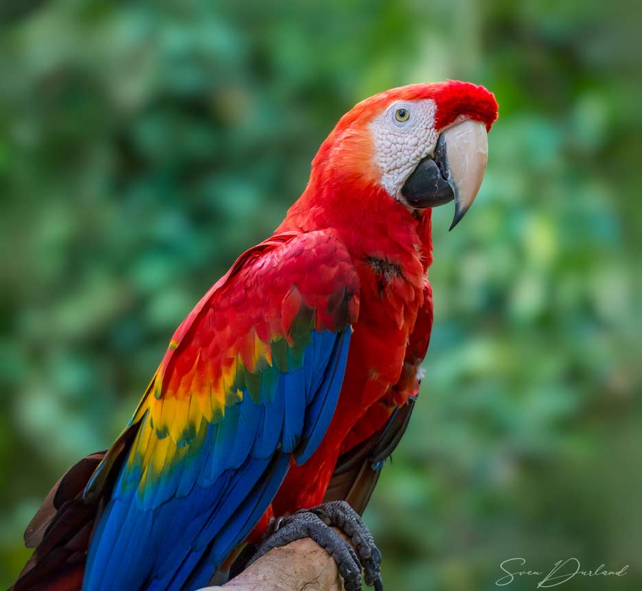Scarlet Macaw
