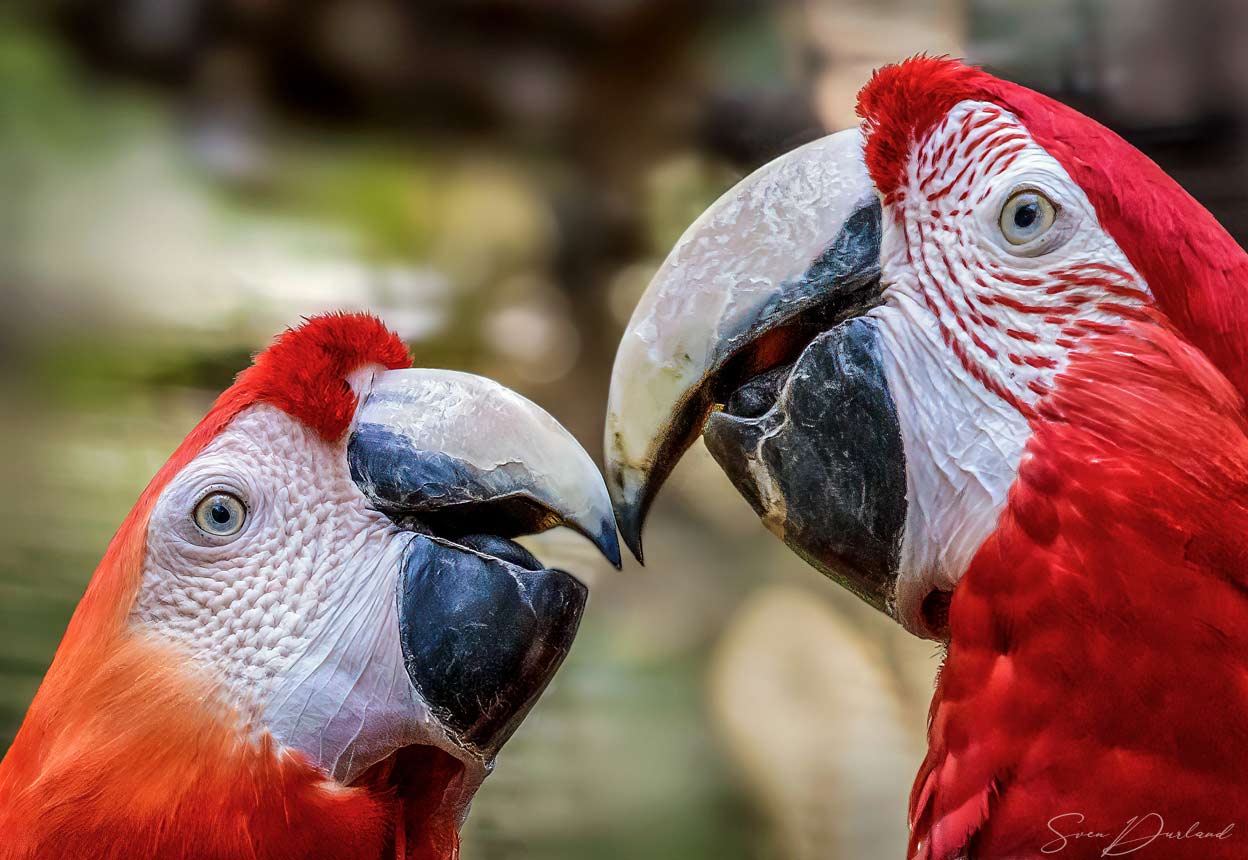 Scarlet Macaws