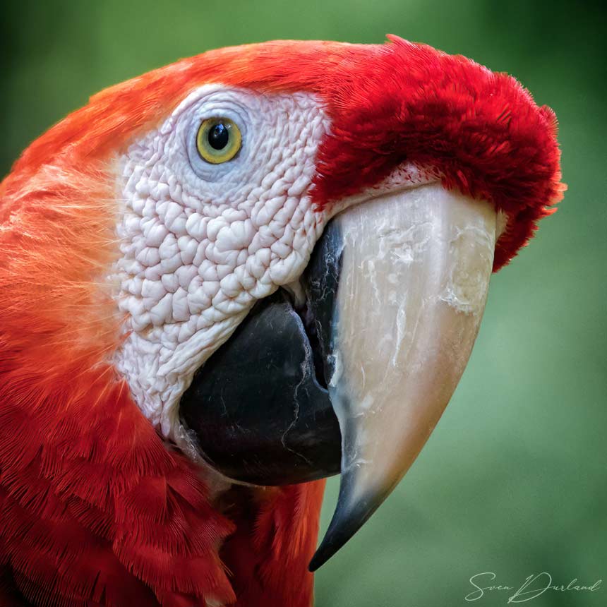 Scarlet Macaw close up